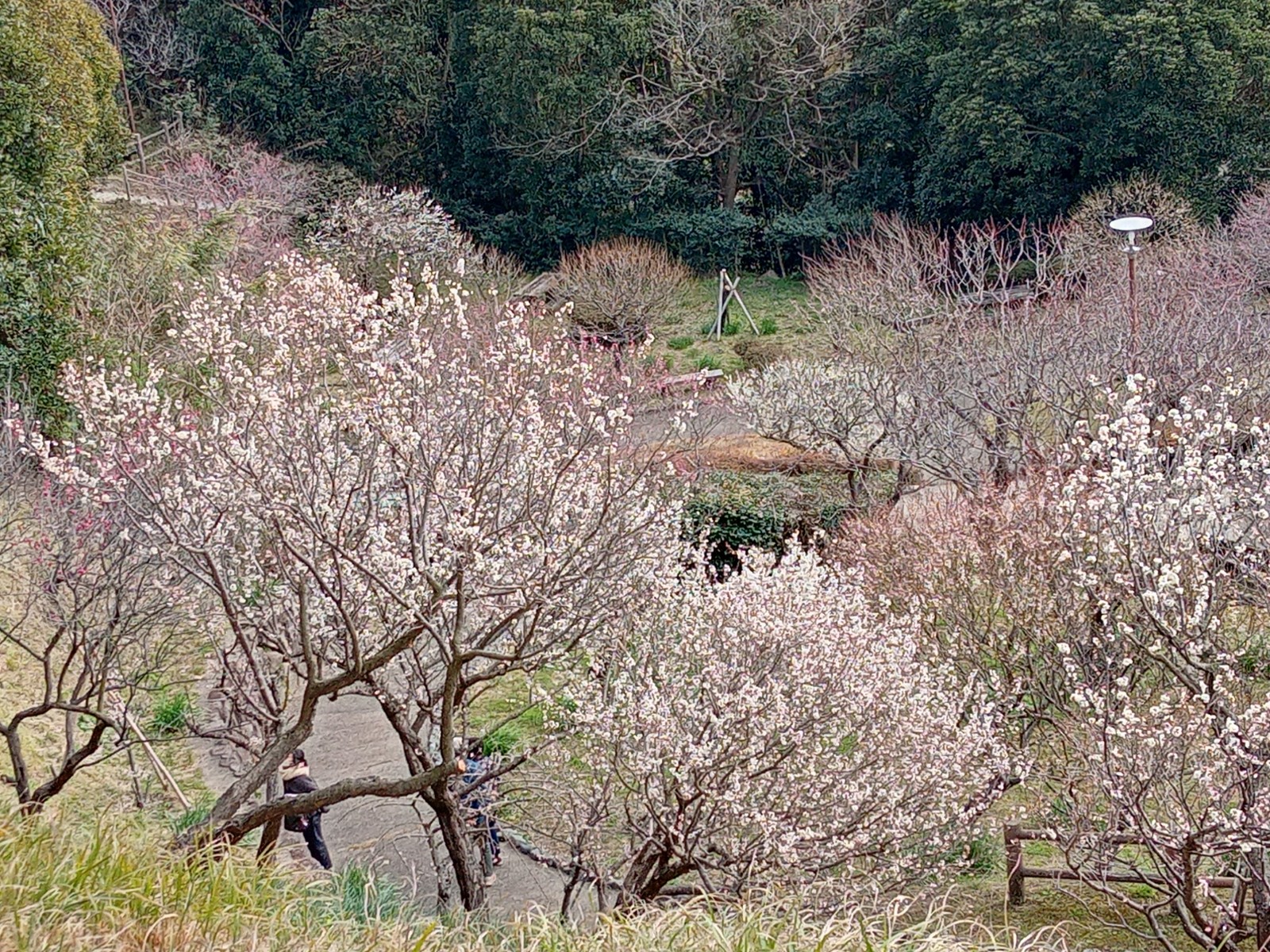 館山城の梅園はただいま見頃です。２月16日現在。
