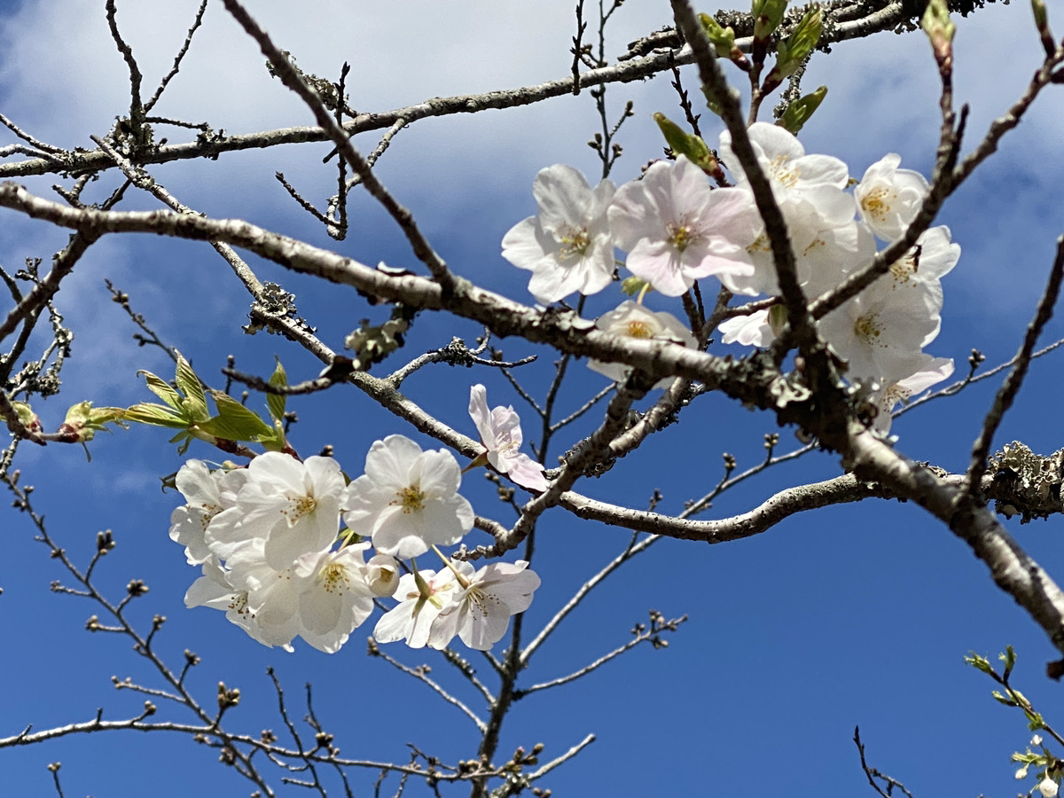 城山公園・館山城の桜　開花宣言
